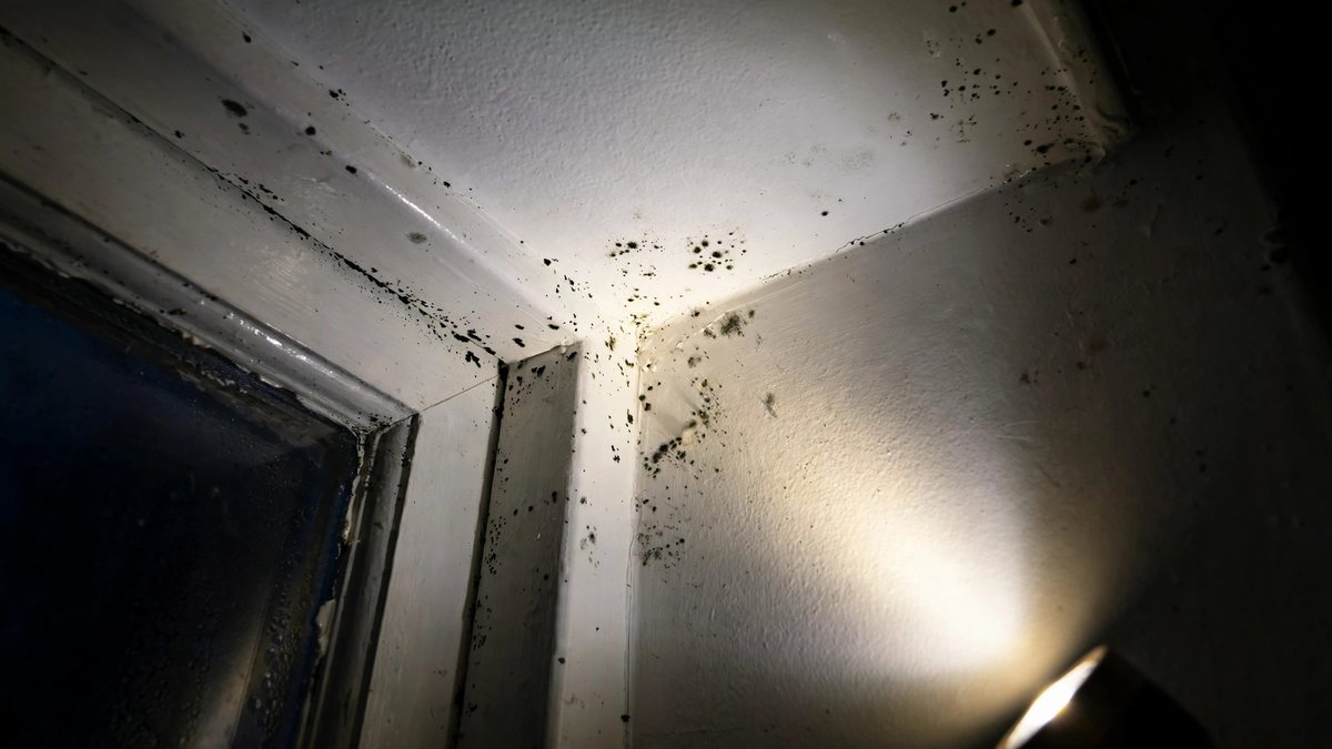 Dark mold spots growing on a wall after water damage